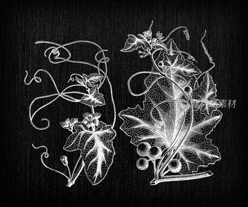 植物学植物古董雕刻插图:Bryonia dioica(红苔藓、白苔藓、英国曼德拉草)